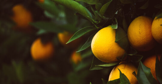 The unique characteristics of citrus