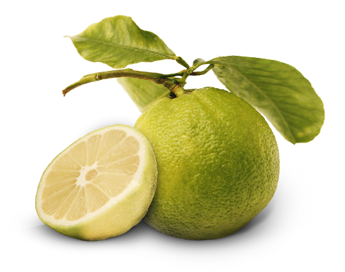 Bergamote
