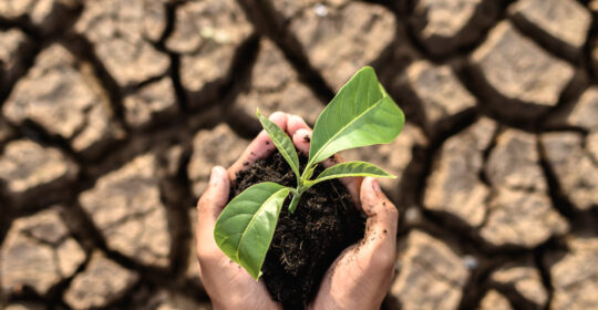 Il cambiamento climatico e la produzione agricola in Sicilia