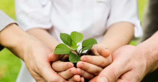 I 5 principi dell’agricoltura sostenibile e l’impegno di Citrusmade per l’ambiente