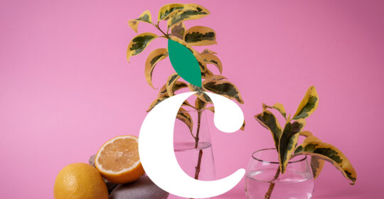 The essence of quality: our work in the world of perfumery
